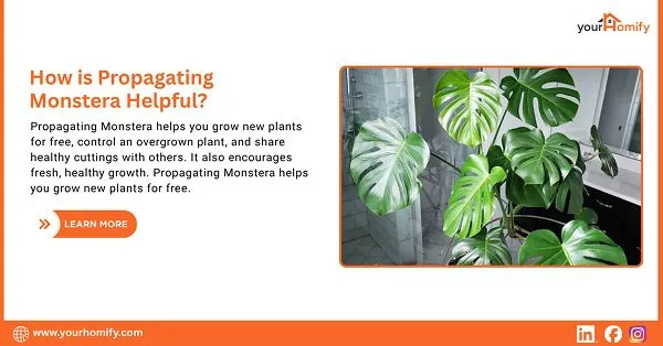 How is Propagating Monstera Helpful 