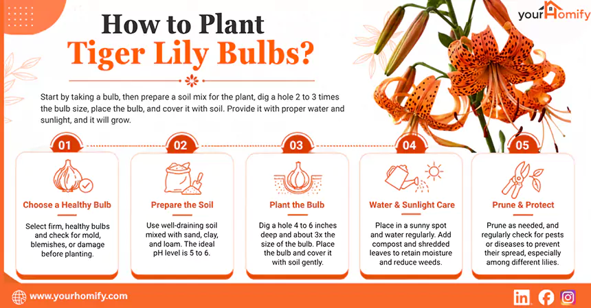 How to Plant Tiger Lily Bulbs