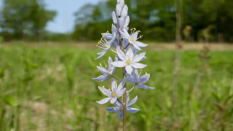 Pale blue Wild Hyacinth flowers on a single stem in a green meadow.