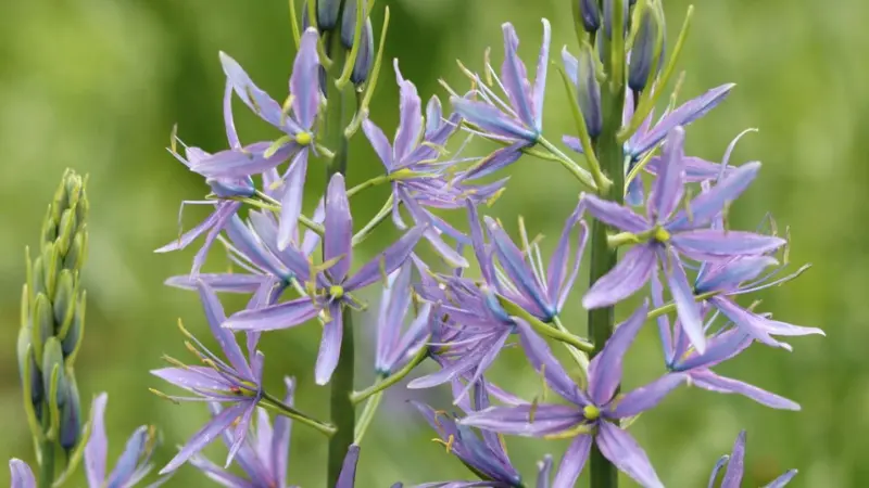 Multiple lavender-purple Wild Hyacinth flower spikes in bloom.