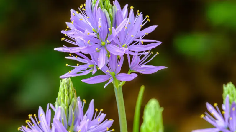 Vibrant purple Wild Hyacinth flower head in close-up.