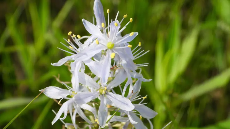 Close-up of white Wild Hyacinth flowers with yellow stamens.