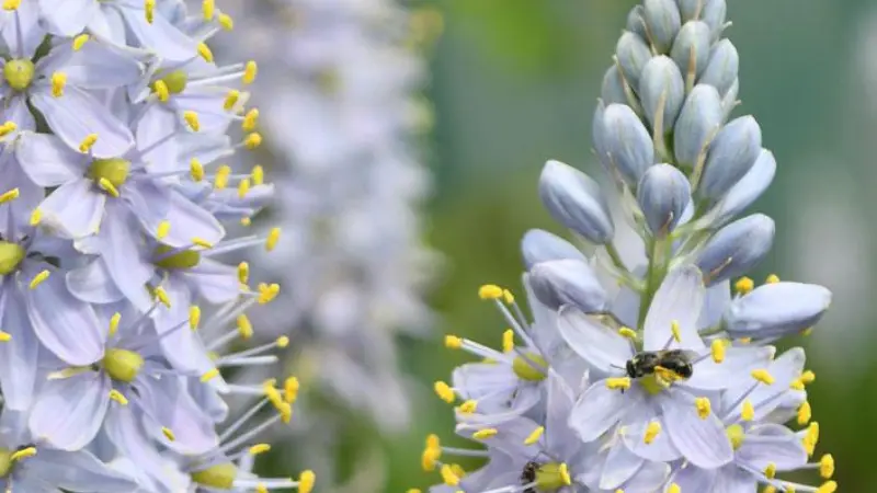 Close-up of a pale blue Wild Hyacinth flower spike with a bee and yellow stamens.