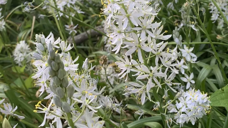 Sprawling white Wild Hyacinth plants with multiple flower spikes.