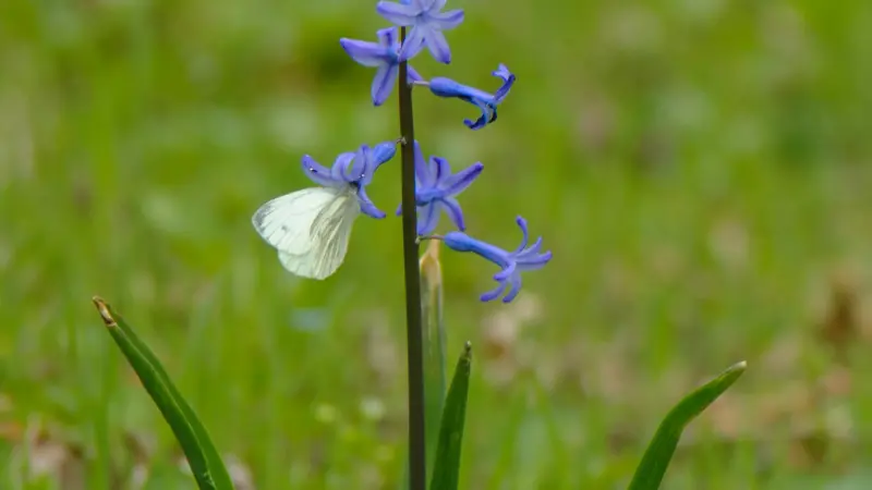 White butterfly resting on a blue Wild Hyacinth flower spike.