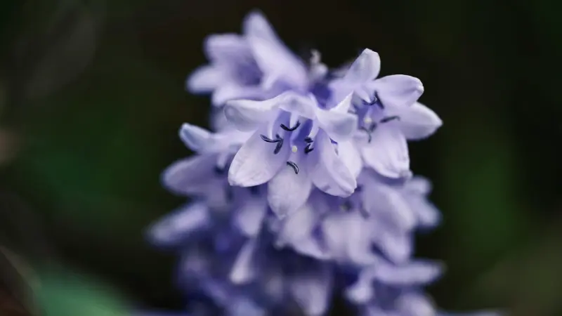 Soft-focus close-up of pale purple Wild Hyacinth bell-shaped flowers.