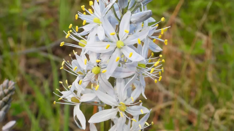 Dense white Wild Hyacinth flower spike with yellow stamens and a small bee.