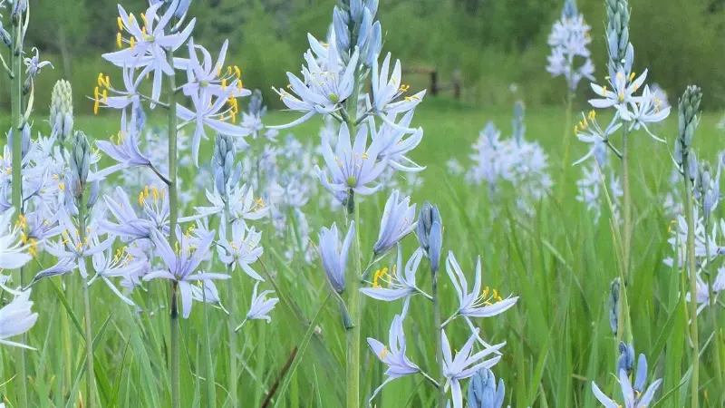 Mass planting of pale blue Wild Hyacinth flowers in a green field.