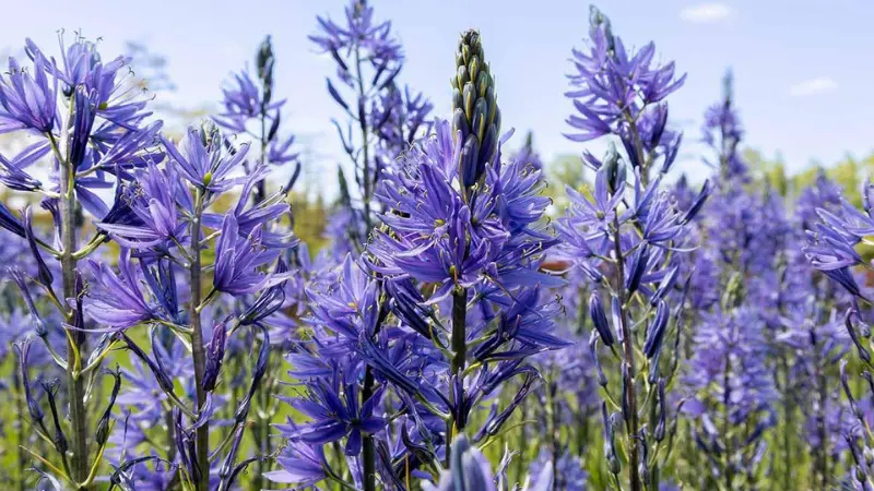 Bright deep-blue Wild Hyacinth flowers against a blue sky.