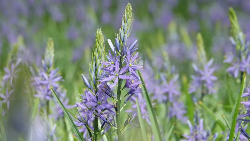 Field of light purple Wild Hyacinth flowers growing in a meadow.