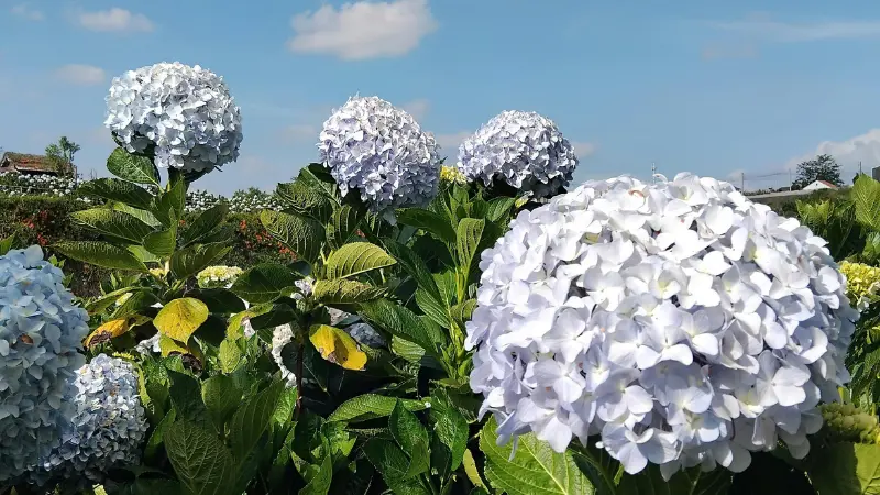 Wide view of pale blue Hydrangea flower bushes growing under a bright blue sky with clouds.
