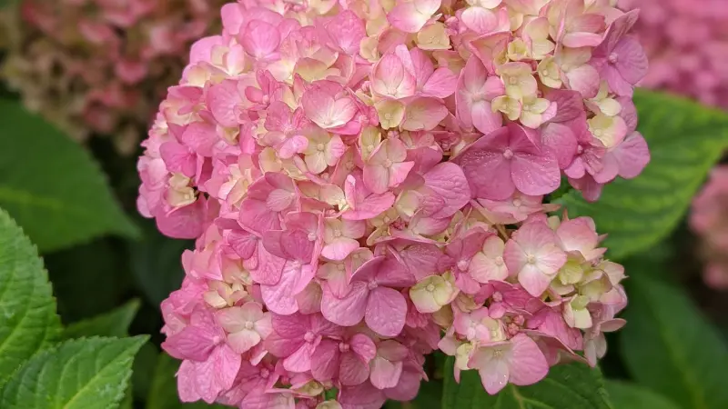 Close-up of a pink Hydrangea flower bloom with green leaves in the background.
