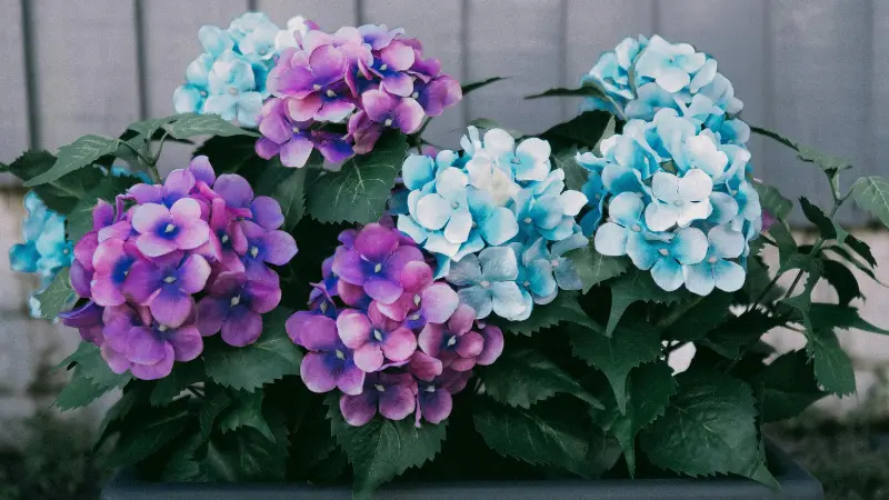 Purple, pink, and blue Hydrangea flowers growing together in a garden planter.