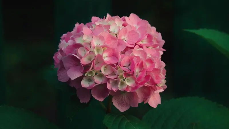 Single pink Hydrangea flower head against a dark green background.