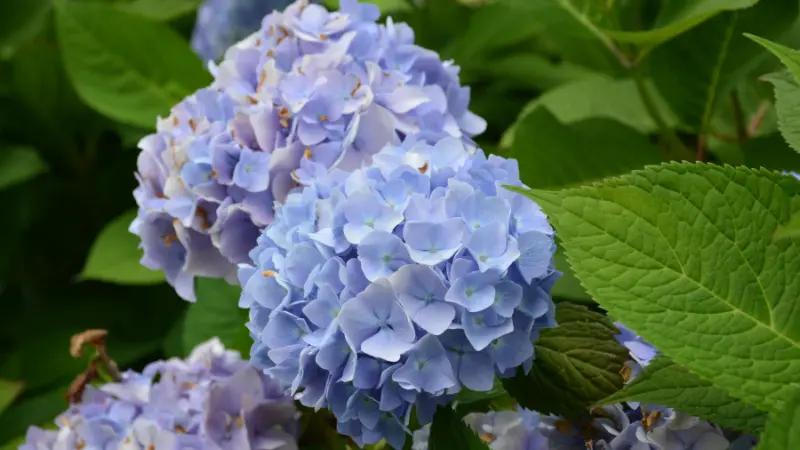 Light blue and lavender Hydrangea flower clusters surrounded by green leaves.