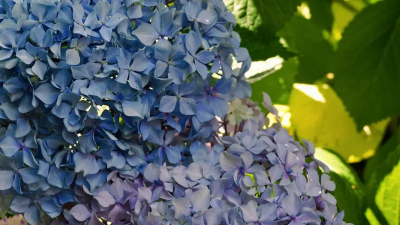 Close-up of blue Hydrangea flowers in bright sunlight with green leaves.