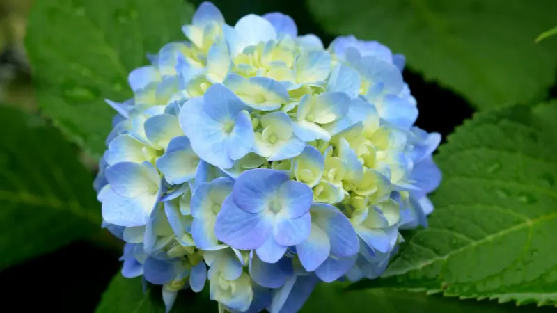 Single round blue and white Hydrangea flower bloom against green leaves.