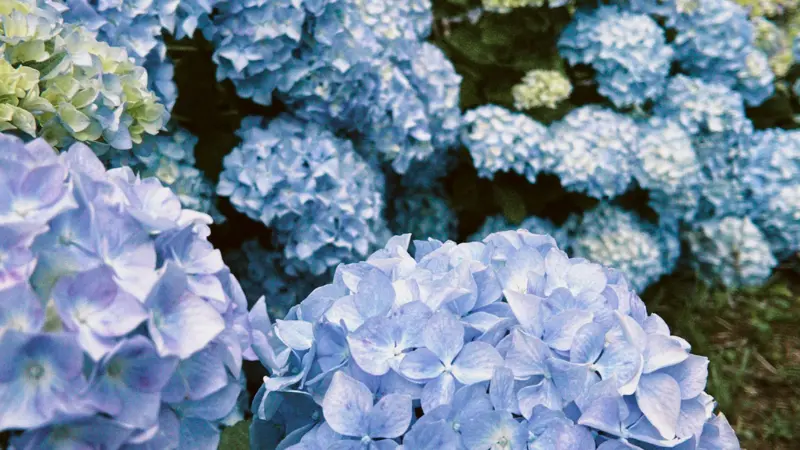 Multiple pale blue and lavender Hydrangea flower blooms growing close together.