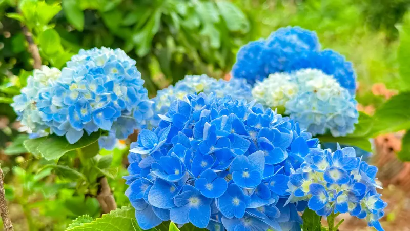 Cluster of bright blue Hydrangea flower heads with greenery in the background.