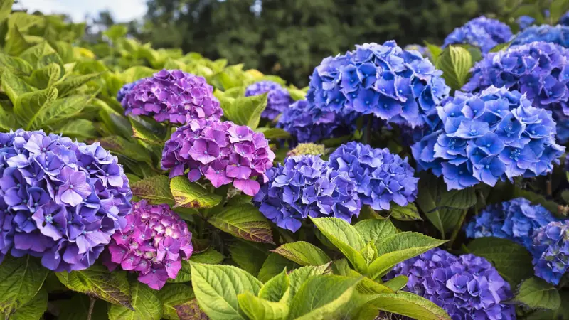 Rows of purple and blue Hydrangea flower blooms growing on garden bushes.