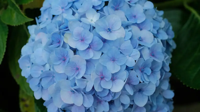 Close-up of a pale blue Hydrangea flower bloom with hints of pink.