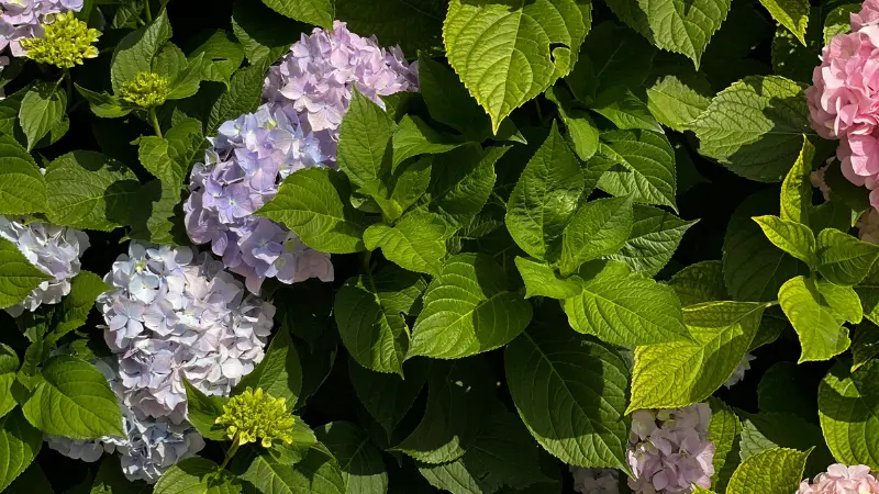 Pale blue, pink, and yellow-green Hydrangea flowers growing among large green leaves.