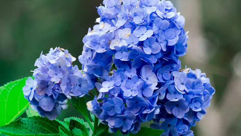 Cluster of periwinkle blue Hydrangea flowers with green leaves.