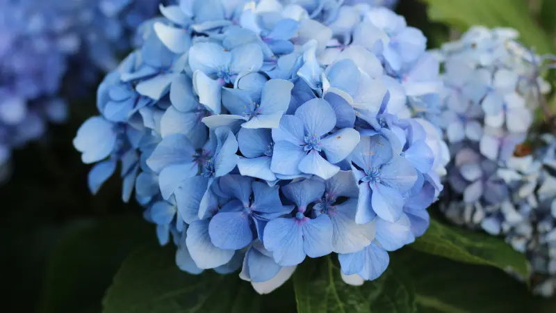 Close-up of a vivid blue Hydrangea flower head with green leaves.