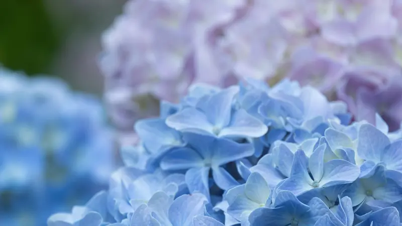Close-up of blue Hydrangea flowers with soft pink blooms blurred in the background.