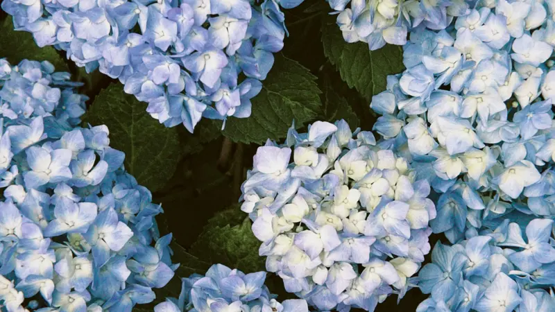 Overhead view of blue and white Hydrangea flower blooms with dark leaves between them.