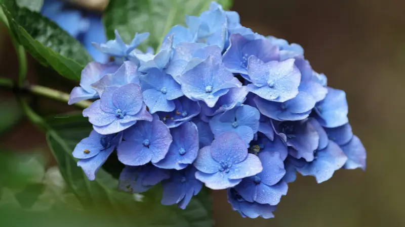 Close-up of a blue Hydrangea flower cluster against a dark blurred background.