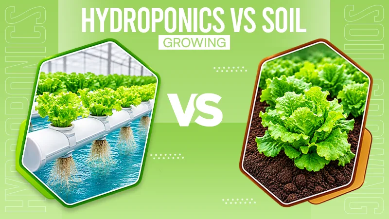 Hydroponics vs Soil Growing