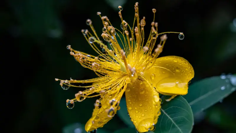 Yellow Hypericum flower with dew drops clinging to its long stamens against a dark background.