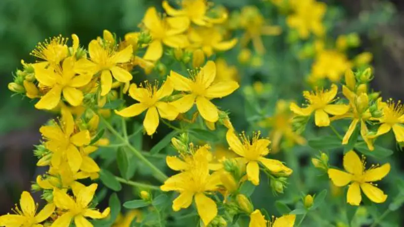 Multiple bright yellow Hypericum flowers blooming together with green foliage.