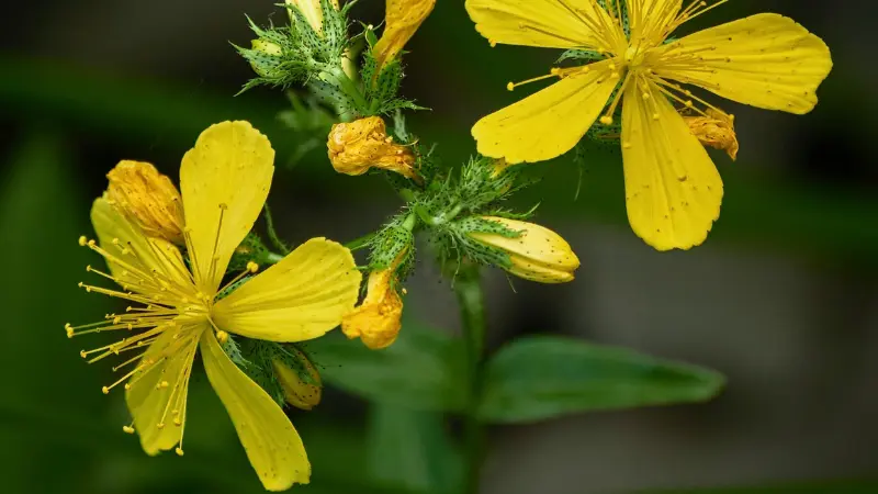 Bright yellow Hypericum flowers with long thin stamens on a green stem.