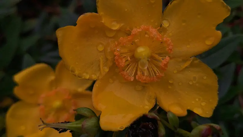 Close-up of an orange-yellow Hypericum flower covered in water droplets with prominent orange stamens.