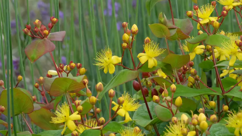 Yellow Hypericum flowers and reddish buds growing on a leafy green and red-tinged stem.