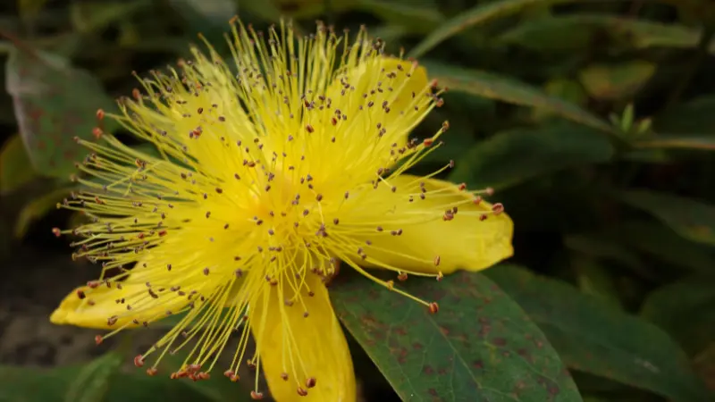 Close-up of a yellow Hypericum flower with dense spiky stamens tipped in red-brown.