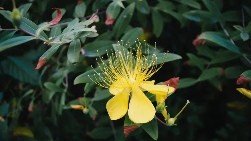 Yellow Hypericum flower with long radiating stamens against blurred green leaves.