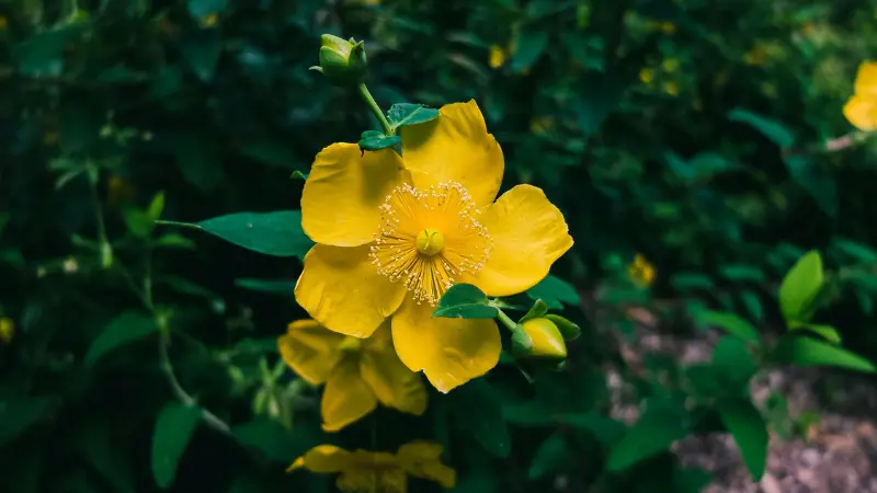 Single yellow Hypericum flower with rounded petals against dark green foliage.