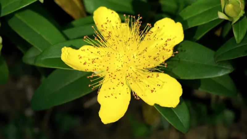 Yellow Hypericum flower with reddish speckles on its petals surrounded by green leaves.