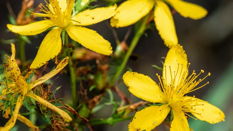 Yellow Hypericum flowers with long golden stamens in dappled sunlight.
