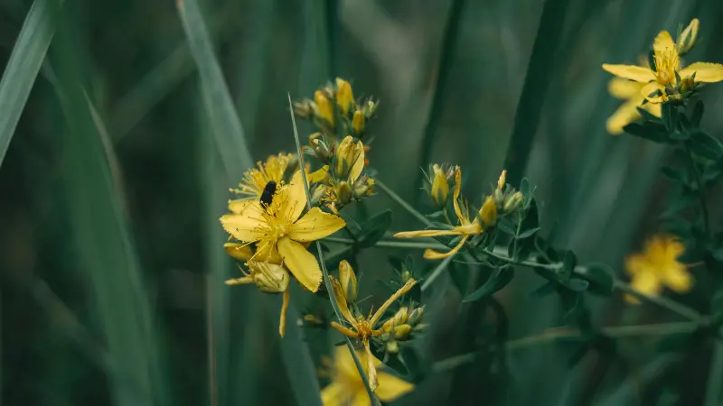 Yellow Hypericum flower blooms with a dark insect resting on one flower against blurred green grasses.