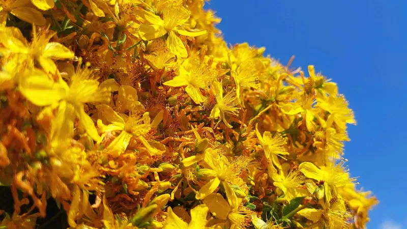 Bright yellow Hypericum flowers covering a shrub under a clear blue sky.