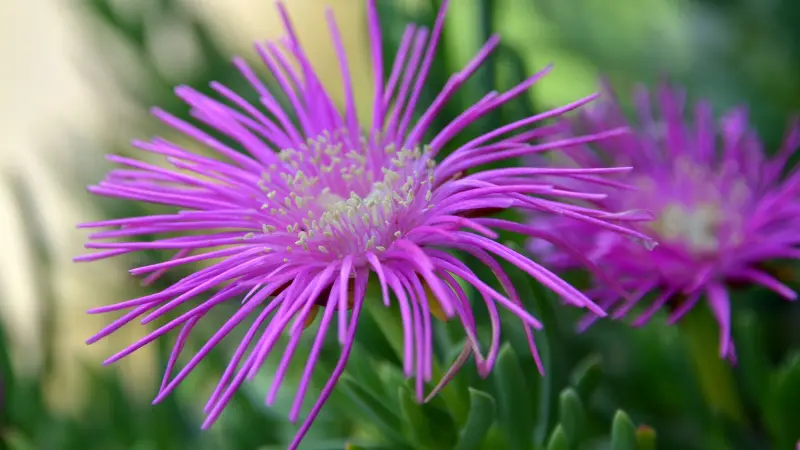 Close-up of a purple Ice Plant flower with thin spiky petals and a pale centre.