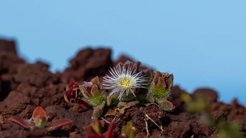 Small white Ice Plant flower growing among reddish succulent leaves on rocky ground.
