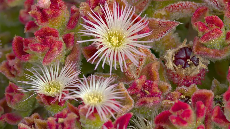 White and yellow Ice Plant flowers surrounded by red-tinged succulent leaves.