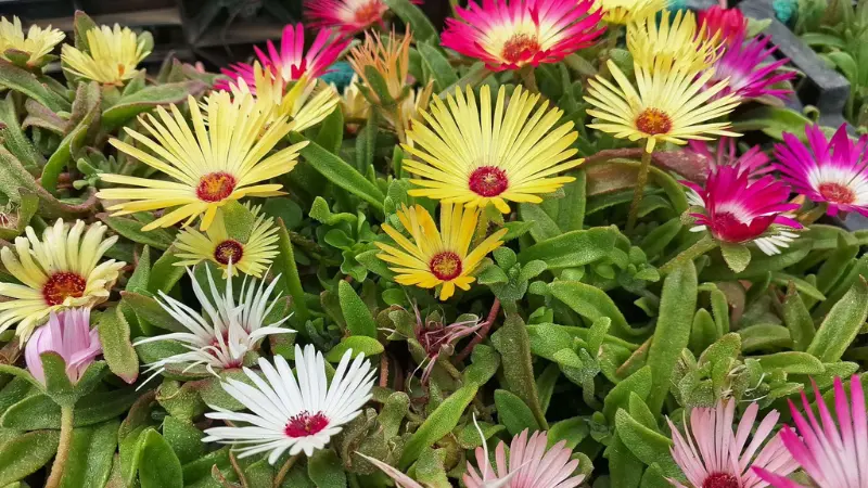 Yellow, pink, and white Ice Plant flowers blooming together with succulent foliage.