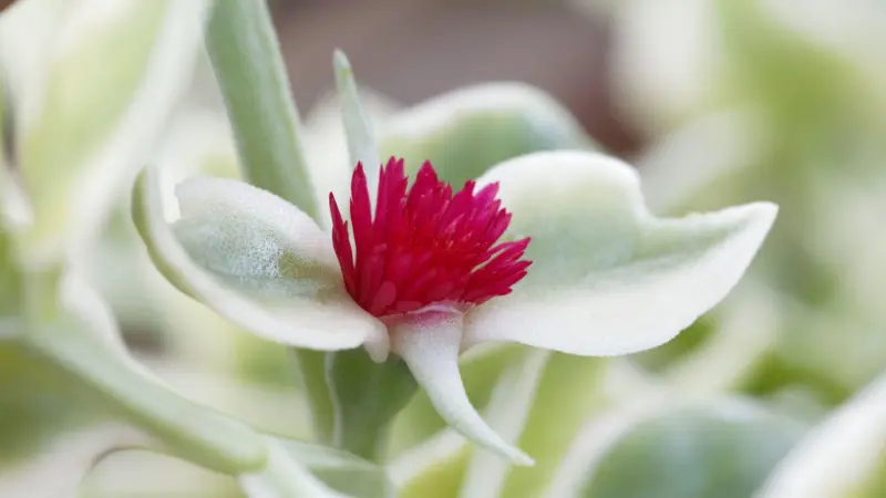 Close-up of a small pink Ice Plant flower with soft fuzzy white-green leaves.