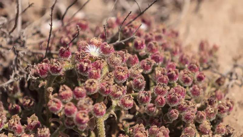 Reddish succulent Ice Plant clusters with one white Ice Plant flower blooming in a desert setting.